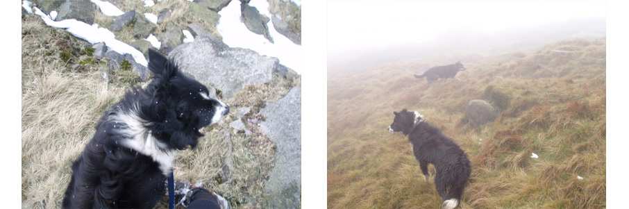 running with dogs 3.jpg